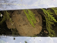 Ambystoma gracile