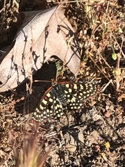 Euphydryas chalcedona hennei