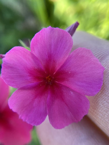 Annual phlox (Phlox drummondii)