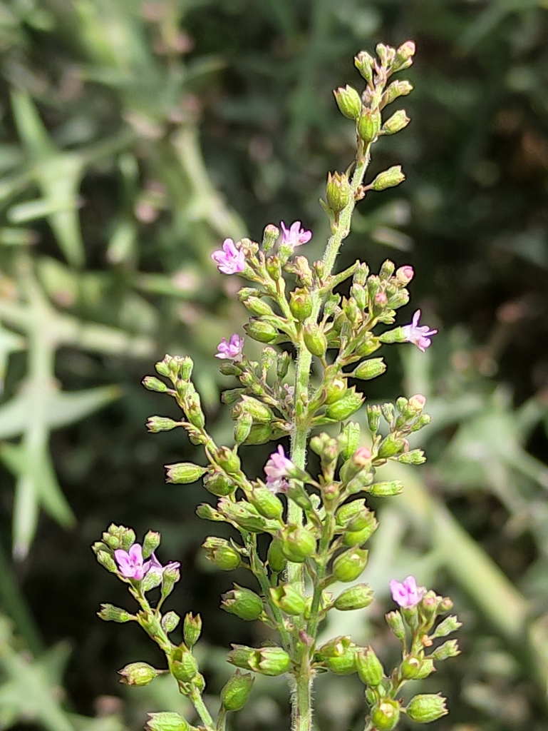 Condea floribunda
