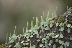 Peperomia rotundifolia