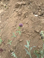 Trifolium ciliolatum