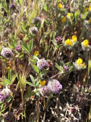 Trifolium albopurpureum