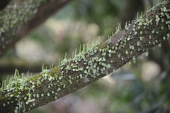 Peperomia rotundifolia
