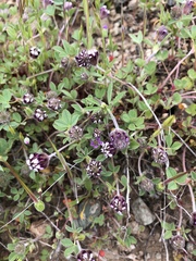 Trifolium albopurpureum