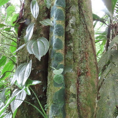 Monstera tuberculata image
