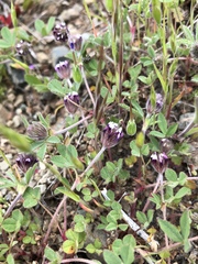 Trifolium albopurpureum