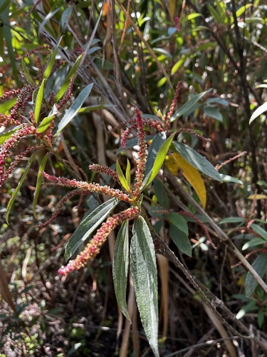Boehmeria densiflora iNat (2)