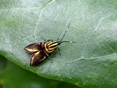 Saptha divitiosa