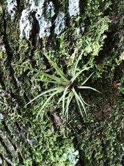Tillandsia fasciculata