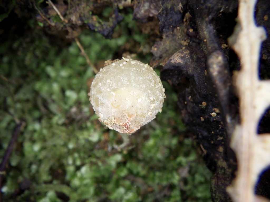 Calostoma japonicum · February 2024 · photo: © re_nebel (iNaturalist, cc-by)