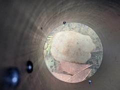 Ambystoma gracile