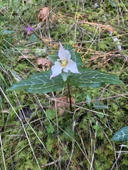 Pseudotrillium rivale
