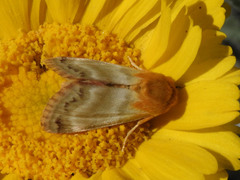 Schinia miniana