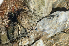 Duttaphrynus dhufarensis
