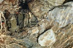 Duttaphrynus dhufarensis