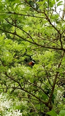 Sittiparus castaneoventris