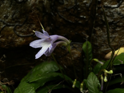 Streptocarpus lilliputana