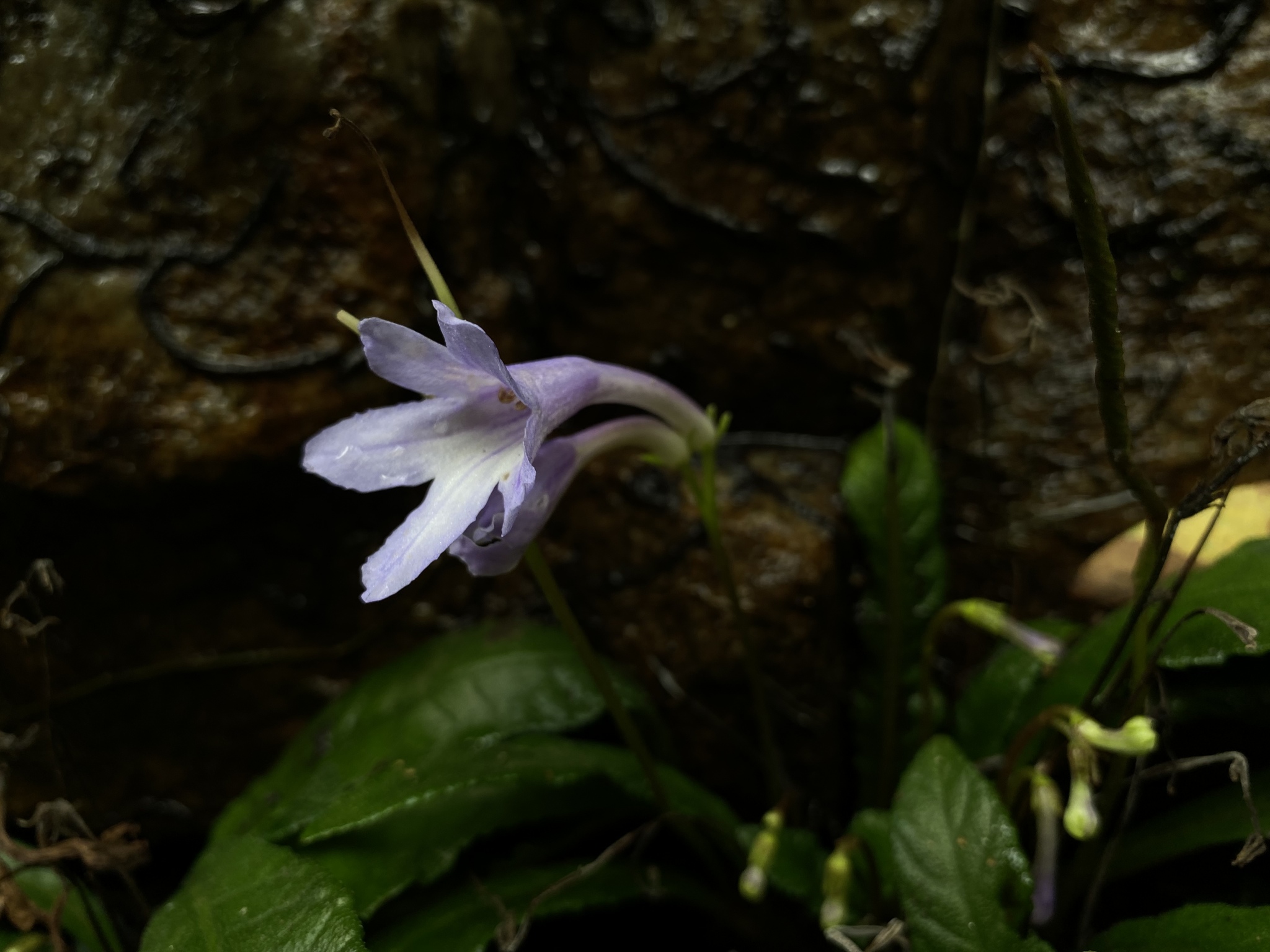 Streptocarpus lilliputana