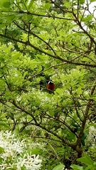 Sittiparus castaneoventris