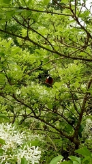 Sittiparus castaneoventris