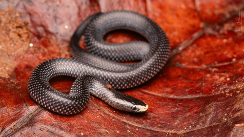 Speckled wolf snake