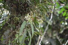 Prosthechea chacaoensis