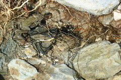 Duttaphrynus dhufarensis
