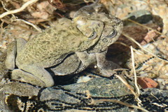 Duttaphrynus dhufarensis