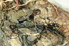 Duttaphrynus dhufarensis