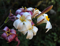 Lilium rubescens
