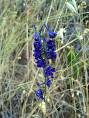 Delphinium patens