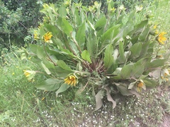 Wyethia glabra
