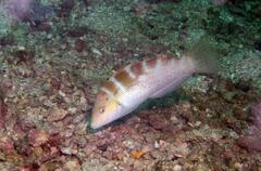 Batu Coris photo 2