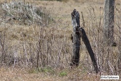 Lepidocolaptes leucogaster