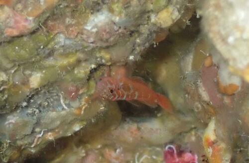 Pygmy goby (Trimmatom eviotops) — Gobiidae