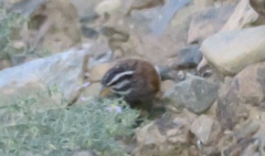 Emberiza striolata