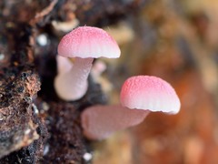 Mycena roseoflava