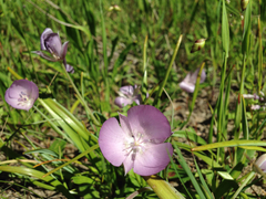 Calochortus uniflorus