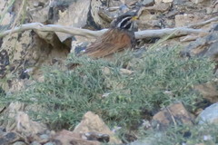 Emberiza striolata