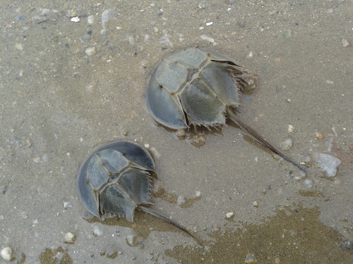 カブトガニ (Tachypleus tridentatus) · iNaturalist