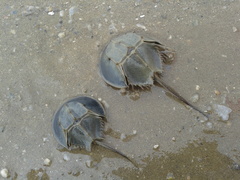 Tachypleus tridentatus