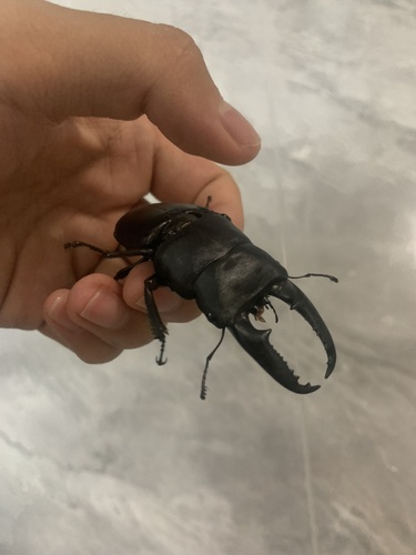 Serrognathus titanus platymelus
