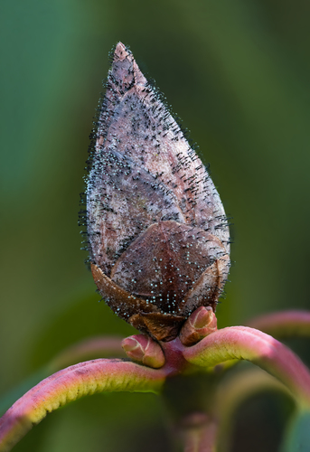 Rhododendron Blight
