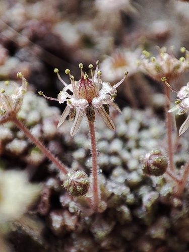 Monanthes pallens