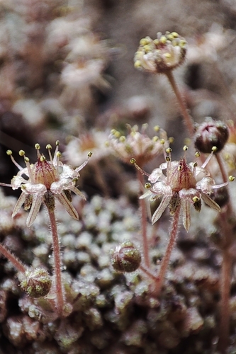 Monanthes pallens