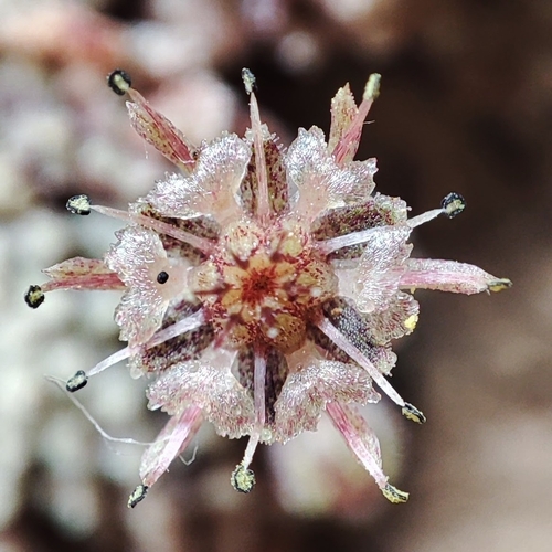 Monanthes pallens