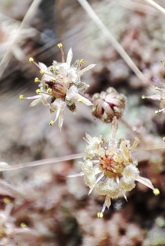 Monanthes pallens