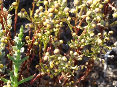 Amblyopappus pusillus