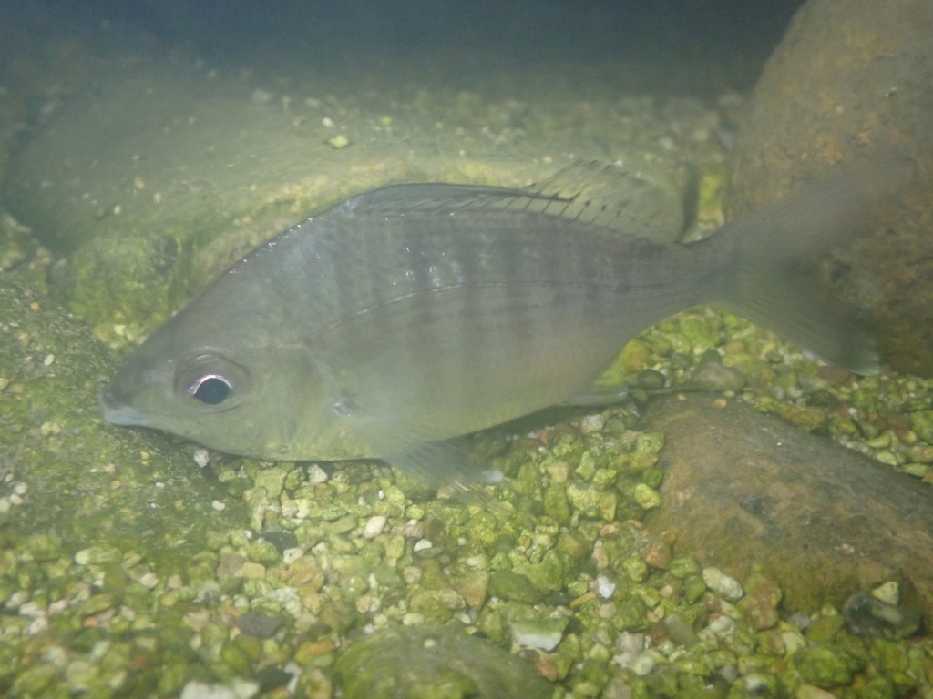 Longspine silver-biddy (Gerres macracanthus) — Gerreidae